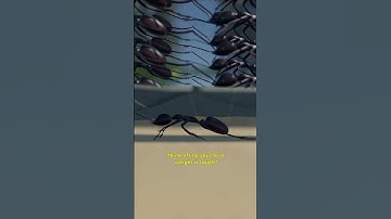 Ants Are Stronger Than Humans?