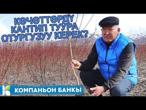 Video: Кантип контейнерлерде бакча кылуу керек