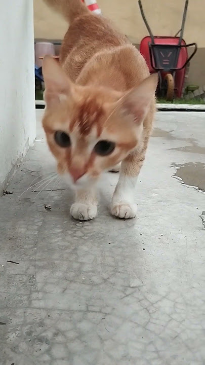 cat cute nyau nyau miaow