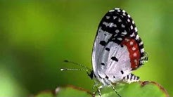 ডায়াবেটিস সারাতে পাঁথর কুঁচি গাছ | কবিরাজি চিকিৎসায় পাথরকুচি পাতা .।পাথর কুচি পাতার ঔষধি গুনাগুন