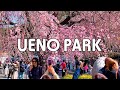 【上野公園】桜が咲き始めた上野公園を歩きましょう｜4K Tokyo Sakura Walk 2025