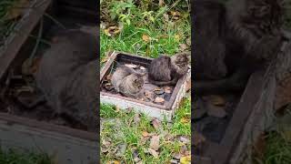 Из жизни обитателей нашей пасеки (не пчел). Деловой ёж.