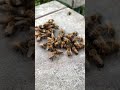#beekeeping
