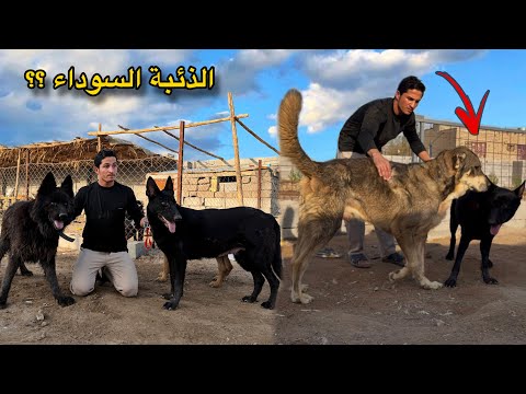 كارثة في المزرعة.. هجوم مفاجئ يقضي على البط بالكامل! 😣💔
