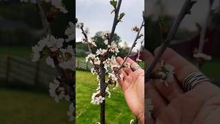 ต้นเชอร์รี่ ฤดูใบไม้ผลิ ?? สวีเดน | Cherry tree | Varberg, Sweden ??