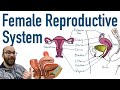 Female Reproductive System - Structure and Function