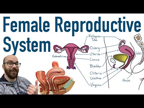 Female Reproductive System - Structure And Function