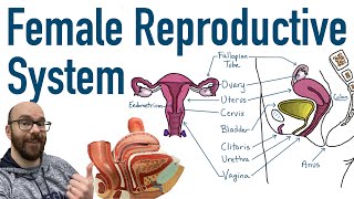 Female Reproductive System  Structure and Function