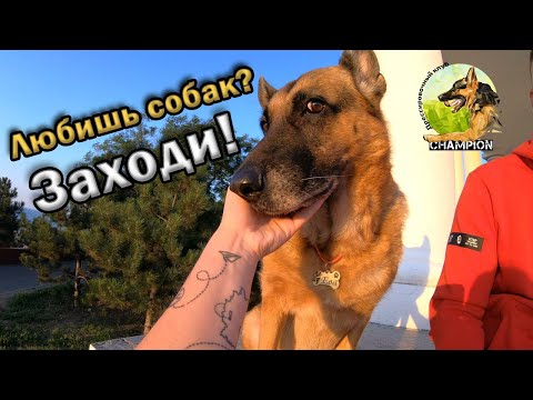 Знакомство с клубом ||  ДРЕССИРОВКА И ВОСПИТАНИЕ СОБАК, КЛУБ "CHAMPION"