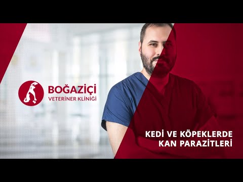 Video: Köpeklerde Kan Kusması (Hematemez)