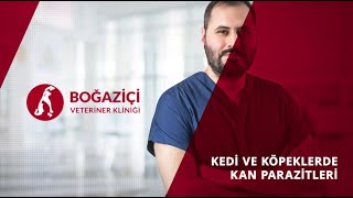 Kedi ve Köpeklerde Kan Parazitleri