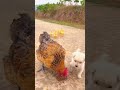 Friendship Pyppy And Chicken A Beautiful Moment 297 Shorts Friendship Pyppy And Chicken A Beautiful Moment 297 Shorts