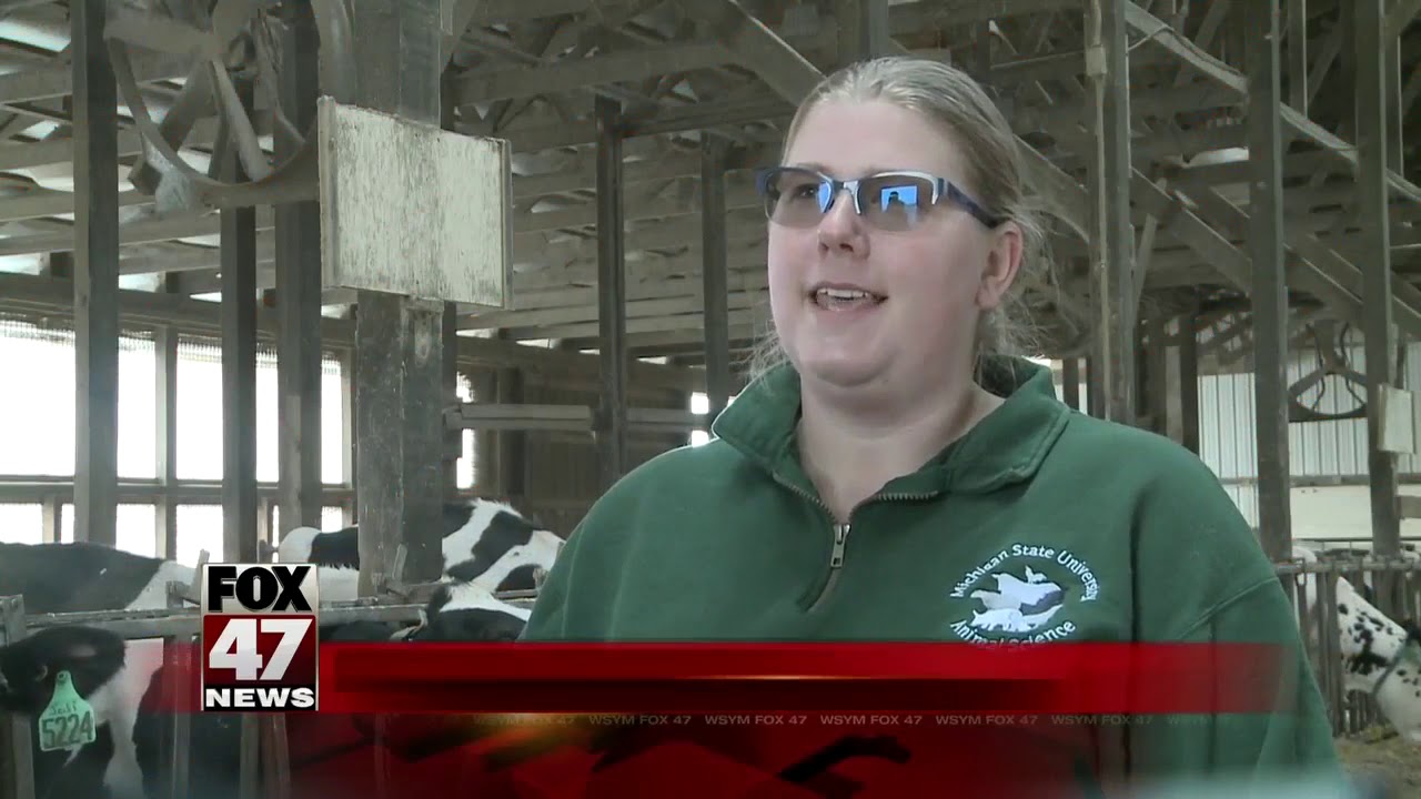 MSU offers up cows as therapy for stressed out students