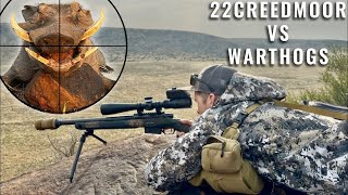 Ma plus belle chasse au phacochère de tous les temps — Vous n'allez pas en croire vos yeux !