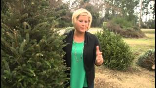 'Grind the Green' by recycling your Christmas tree