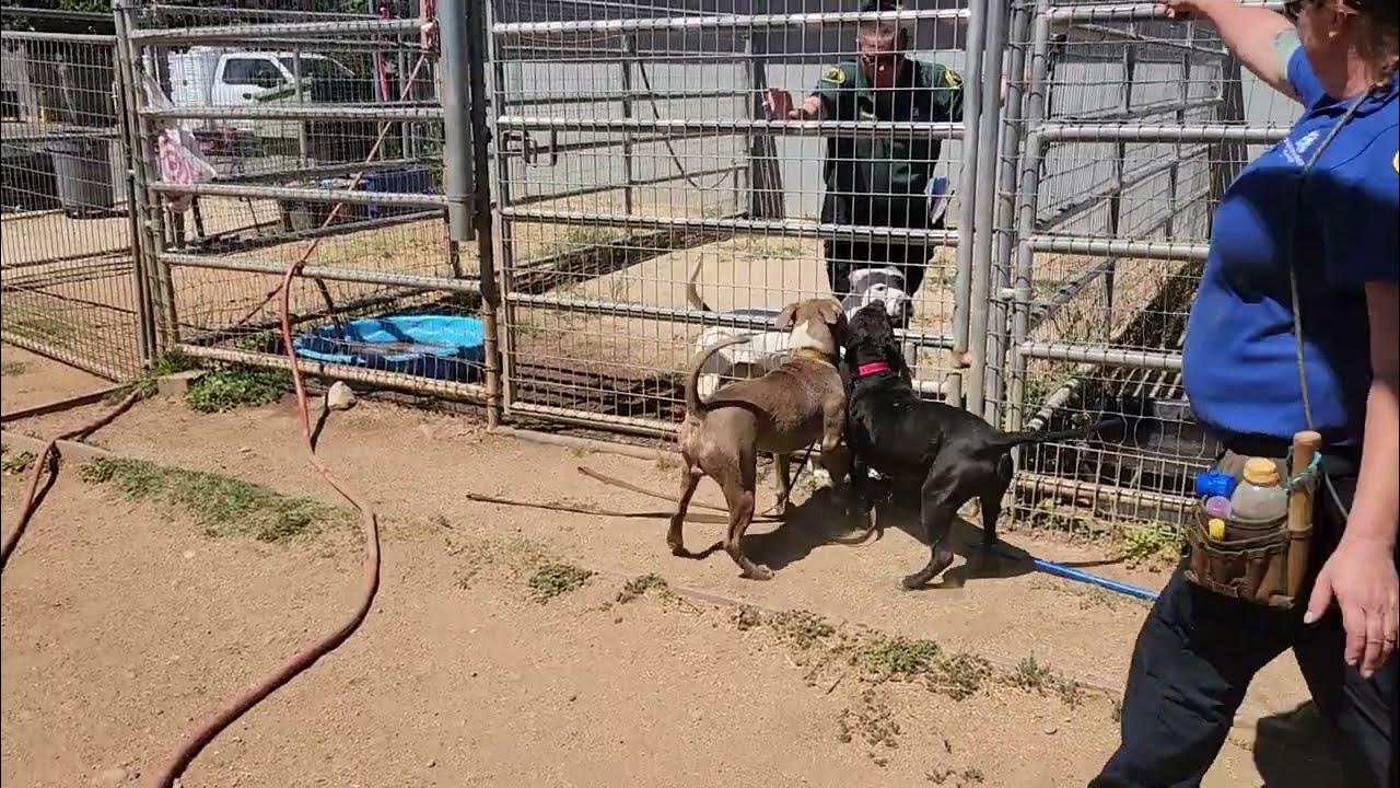 Bambino and Alyssa, available for adoption, Bradshaw animal shelter