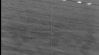 First timer shooting wild hogs with a thermal scope at night.