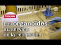 Organodes  des cerveaux de laboratoire pour la recherche  reportage cnrs