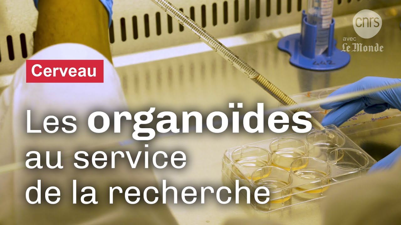 Organoïdes : des cerveaux de laboratoire pour la recherche | Reportage CNRS