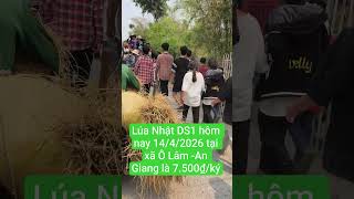 Lúa Nhật DS1 hôm nay 14/4/2026 tại xã Ô Lâm -An Giang là 7.500₫/ký