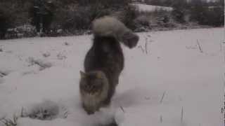 norwegian forest cat in snow