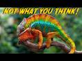 Chameleons: Watch out for their LONG TONGUES