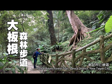 國寶級大板根神木，六月平日免費入園～三峽．大板根森林步道 (Great Roots Forest Trail)