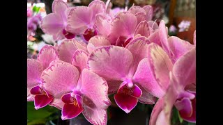ИЗУМИТЕЛЬНОЕ ЦВЕТЕНИЕ МОИХ ОРХИДЕЙ!!! Полезные советы по уходу за орхидеями.