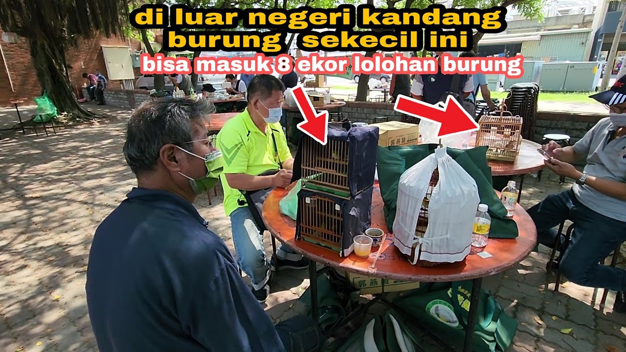 suasana pedok lomba burung di taiwan cari burung dari INDONESIA