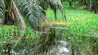 KEMBALI BANIJIR ‼️ Waktunya berburu ikan di semak-semak