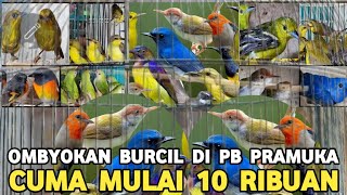 Download Lagu SUDAH MURAH ! CUMA MULAI 10 RIBUAN HARGA BURUNG KECIL OMBYOKAN DI PASAR BURUNG PRAMUKA MP3 Download Lagu SUDAH MURAH ! CUMA MULAI 10 RIBUAN HARGA BURUNG KECIL OMBYOKAN DI PASAR BURUNG PRAMUKA MP3