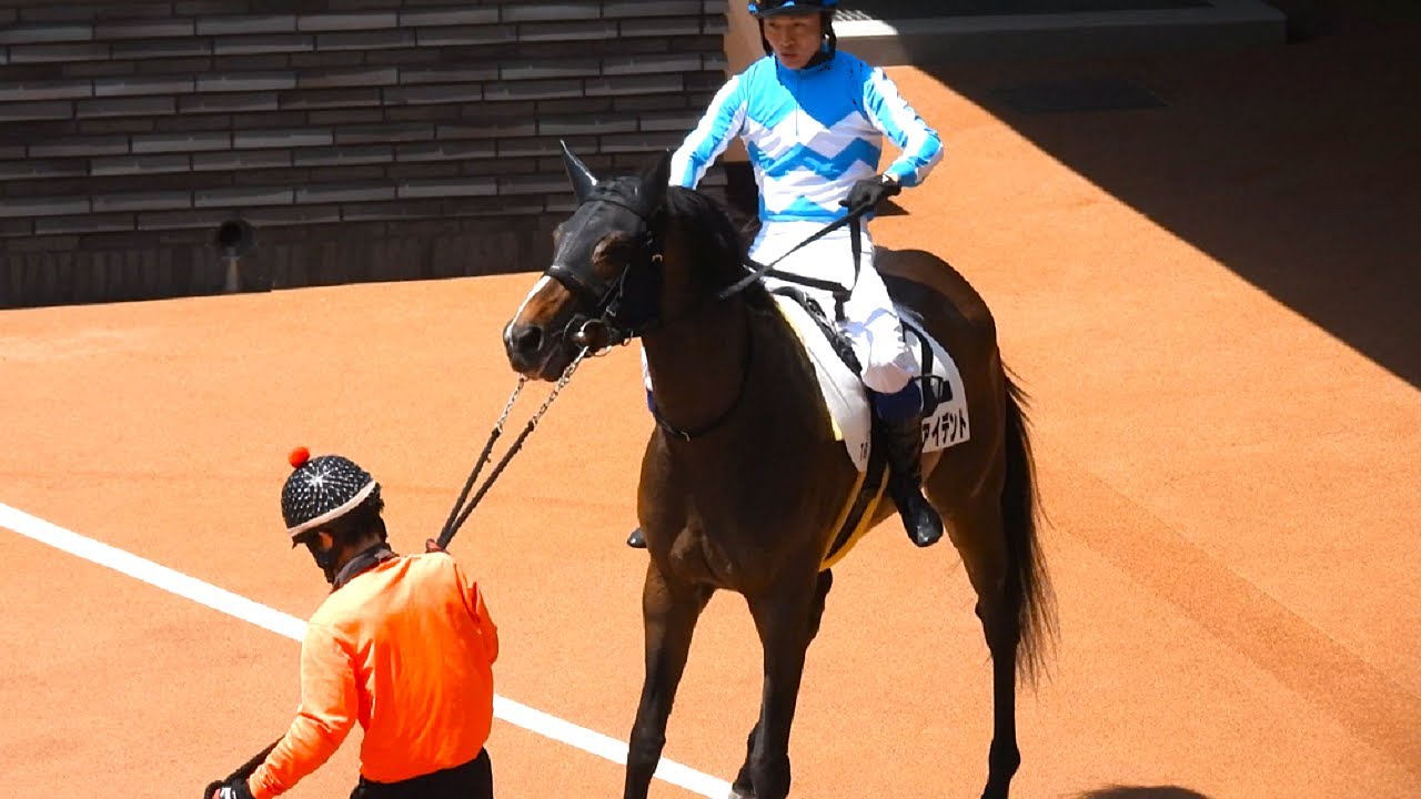 【アクシデント❗❗😲 ブローザホーンの半妹🐴 リヴァイデントがパドックでうるさい所を見せる 荻野琢真騎手】チャイボーグ 川須栄彦騎手 京都7R 4歳以上1勝クラス 2025.5.3