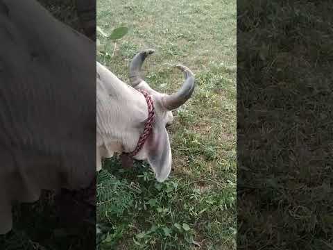 بقرة ثار الجميلة تأكل العشب الأخضر طريقتها الفريدة في أكل العشب