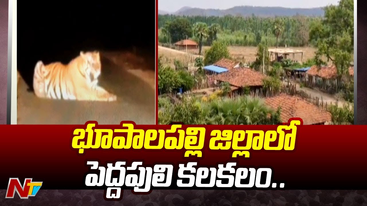 Tiger movements in Jayashankar-Bhupalpally triggers panic among villagers | Ntv