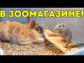 ЖИВОТНЫЕ В ЗООМАГАЗИНЕ. Снова ЗООПОКУПКИ. Улучшаю Лежанку Для Морских Свинок SvinkiShow