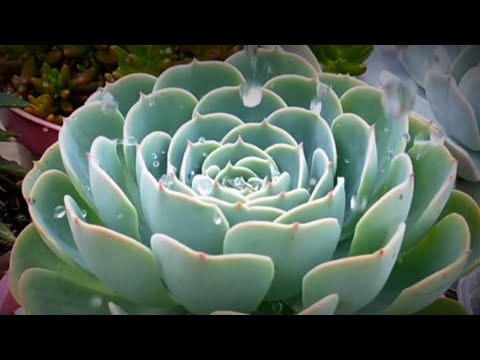 Video: Echeveria: Lumalaki At Nagmamalasakit Sa Bahay