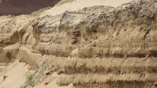 Bank Swallows in Surry NH 5-22-16
