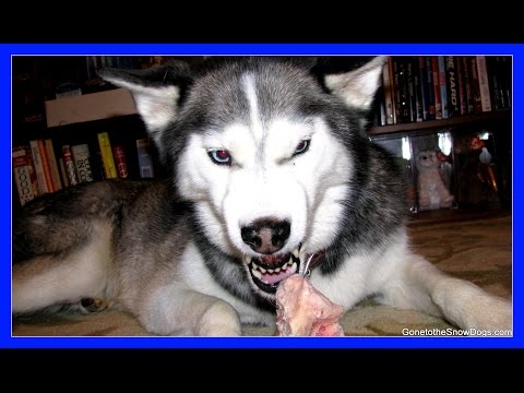 Giving the Dog a Bone!  Shiloh Siberian Husky Bad Dog Mean Dog My Bone!