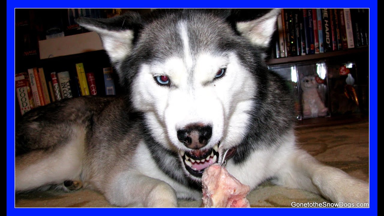 Image Result For Siberian Husky Teeth