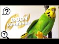Budgie body language what is my budgie showing me