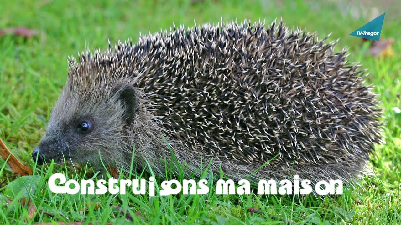 Construire un abri à hérisson