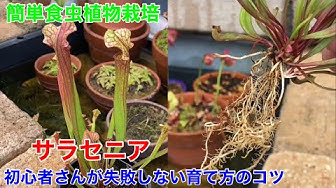 サラセニアの育て方と管理 Youtube
