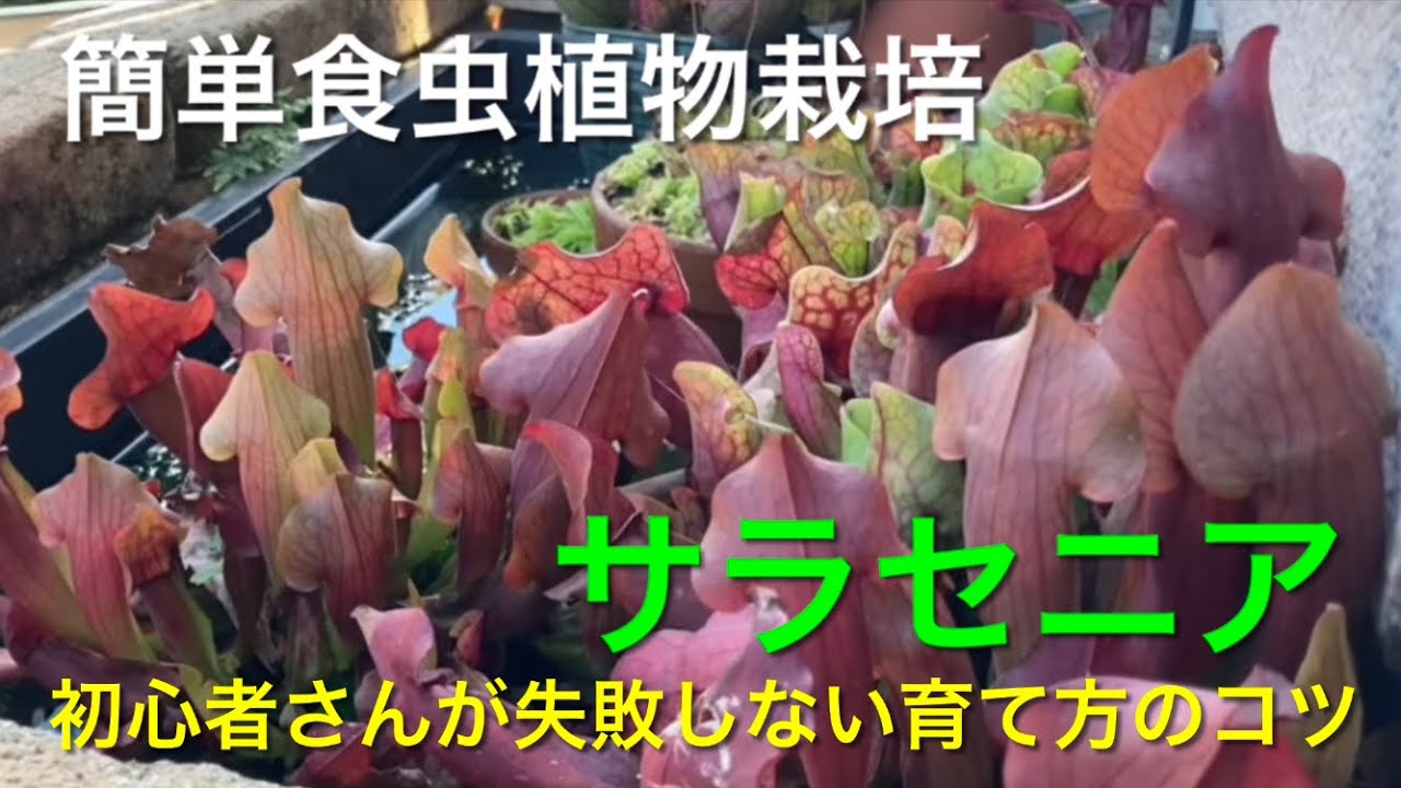 初めての方でも大丈夫 サラセニア 枯らさない為の植え替え方法と育て方のコツ また一年を通しての管理法もお話しています Youtube