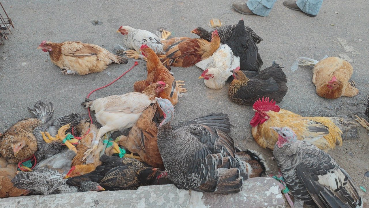Feira das galinhas em canafístula de Frei Damião. P. dos índios. Alagoas. 23/02/2026