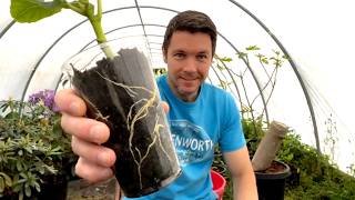 Rooting Softwood Fig Cuttings | Plant Propagation for Green Wood Fig Tree Cuttings