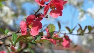 HOLIDAY VLOG: Easter in Croatia ♥