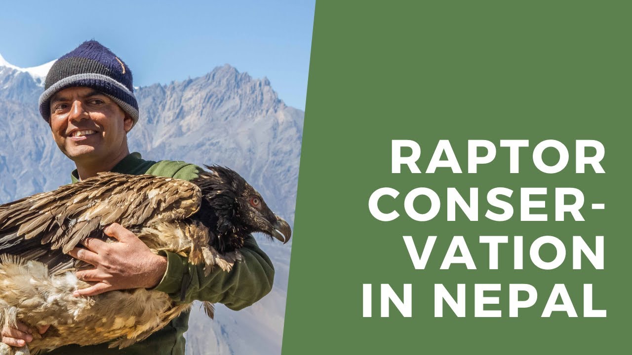 Raptor Conservation in Nepal