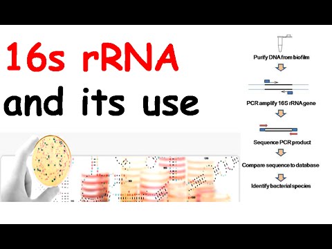 Video: Kuna tofauti gani kati ya 16s rRNA na 18s RRNA?