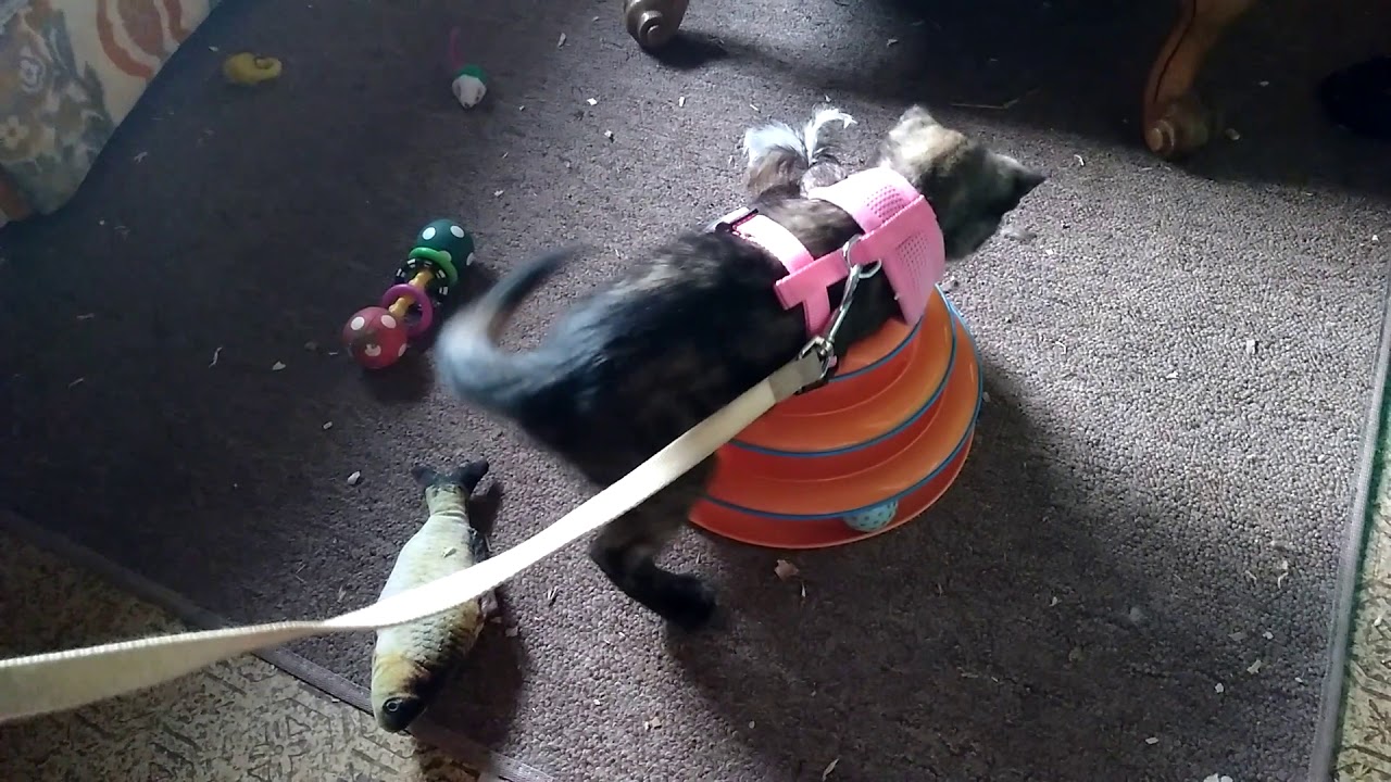 How to leash train your kitten. 01 YouTube