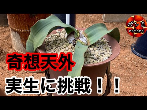 実生チャレンジ】世界三大 珍奇植物 奇想天外（ウェルウィッチア